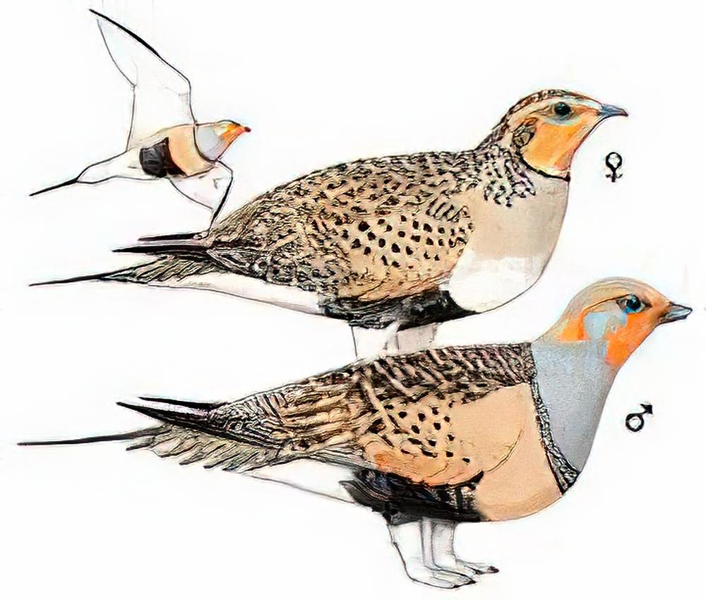 毛腿沙鸡 / Pallas\'s Sandgrouse