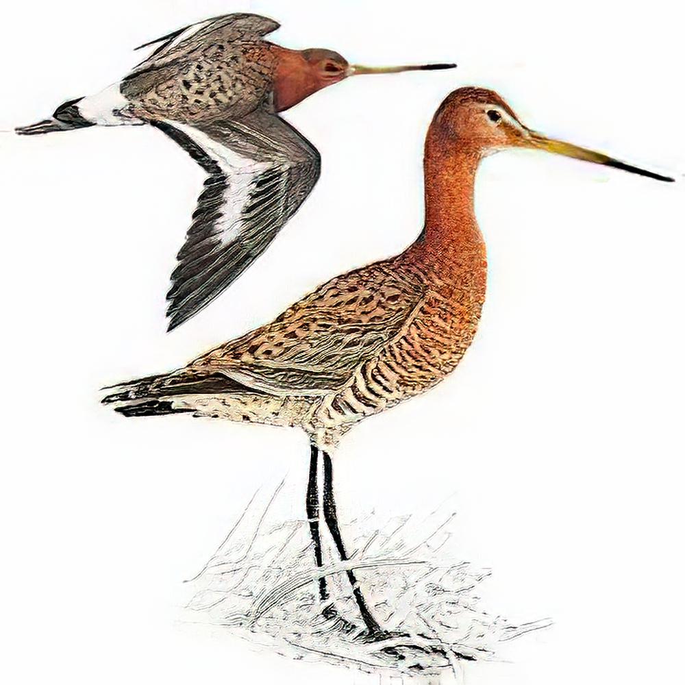 黑尾塍鹬 / Black-tailed Godwit