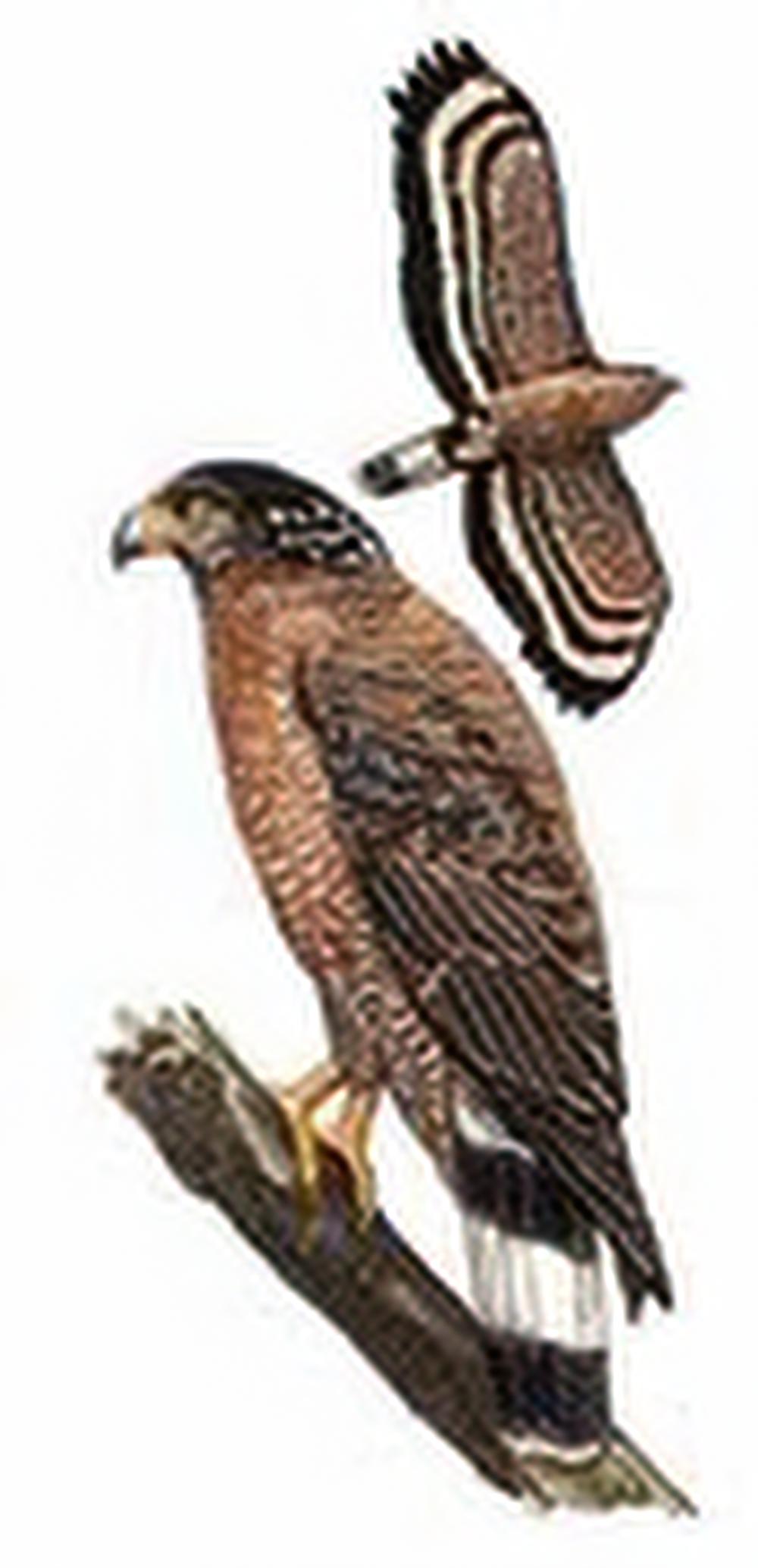 蛇雕 / Crested Serpent-Eagle