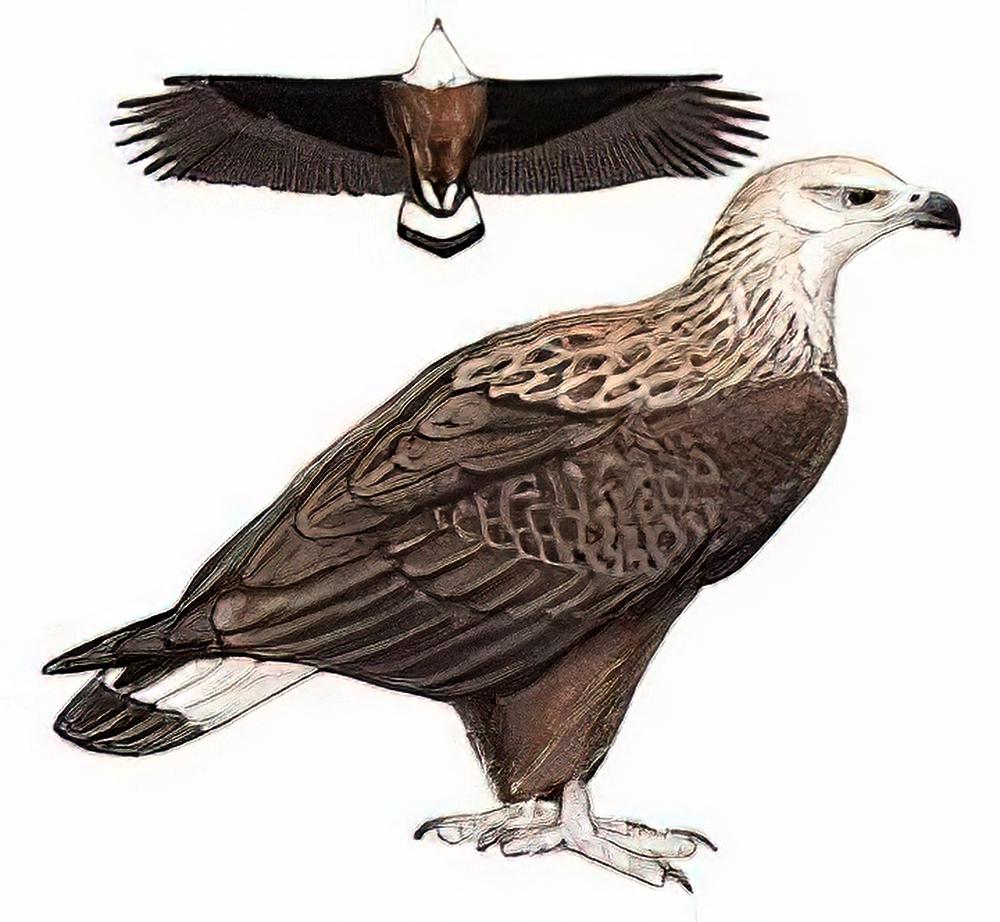 玉带海雕 / Pallas\'s Sea-Eagle