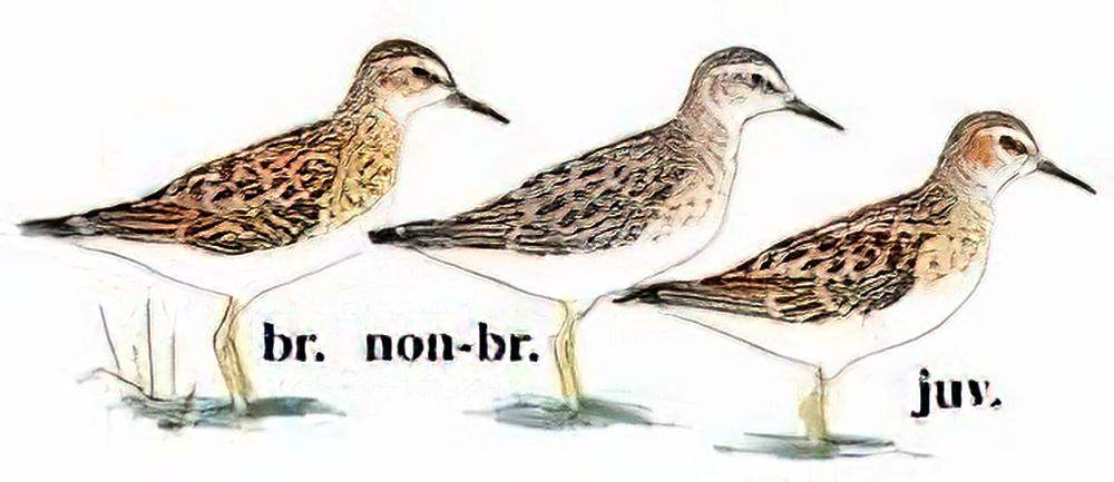 长趾滨鹬 / Long-toed Stint