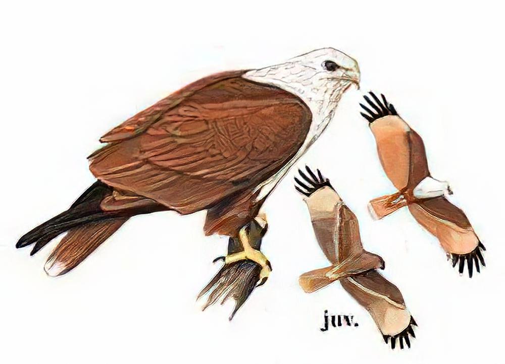 栗鸢 / Brahminy Kite