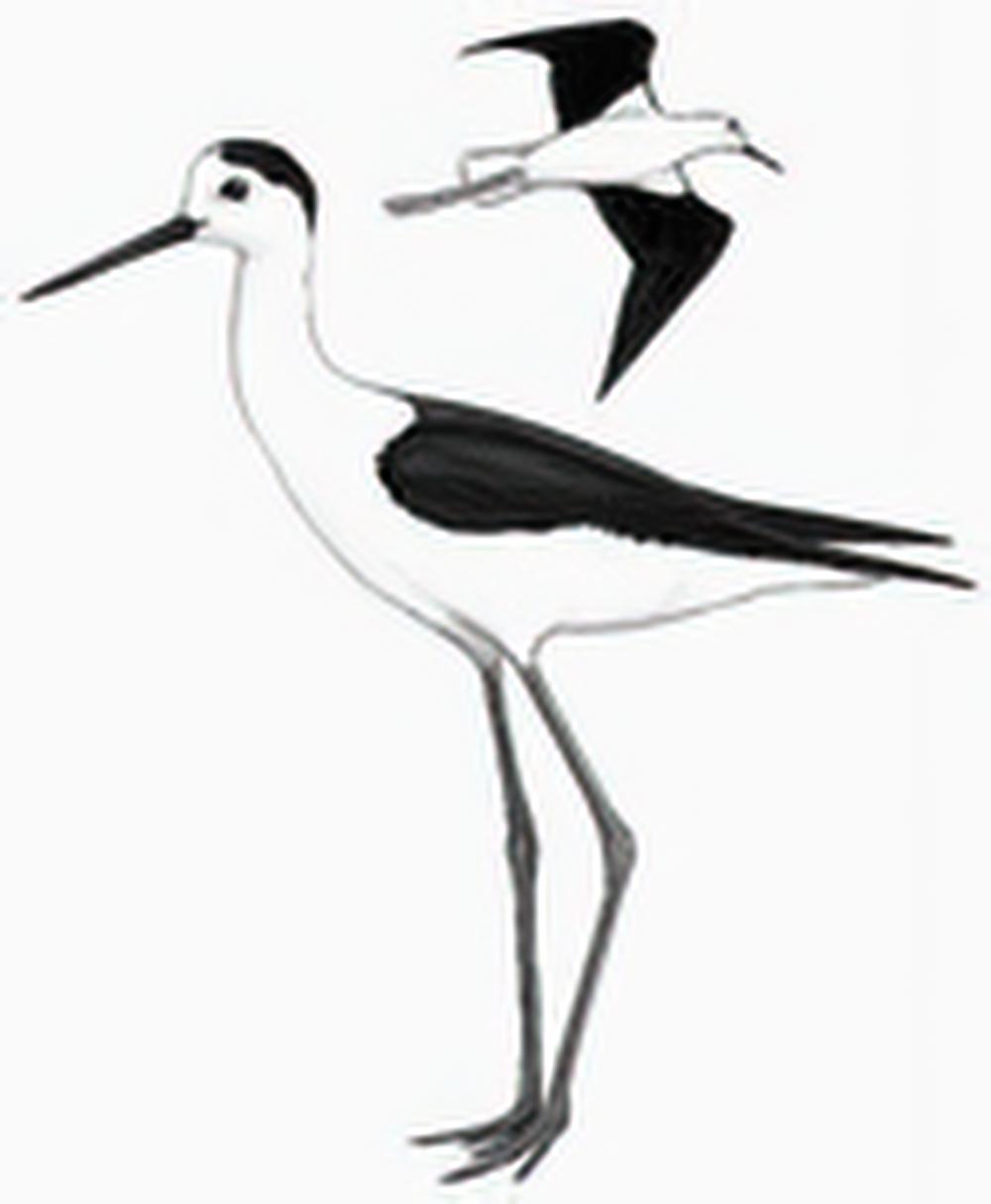 黑翅长脚鹬 / Black-winged Stilt