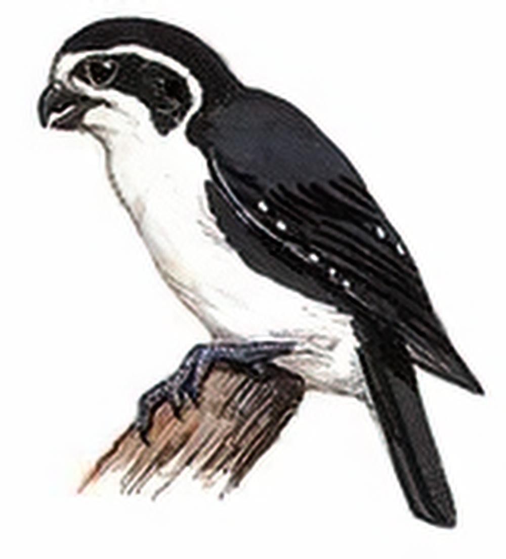 红腿小隼 / Collared Falconet