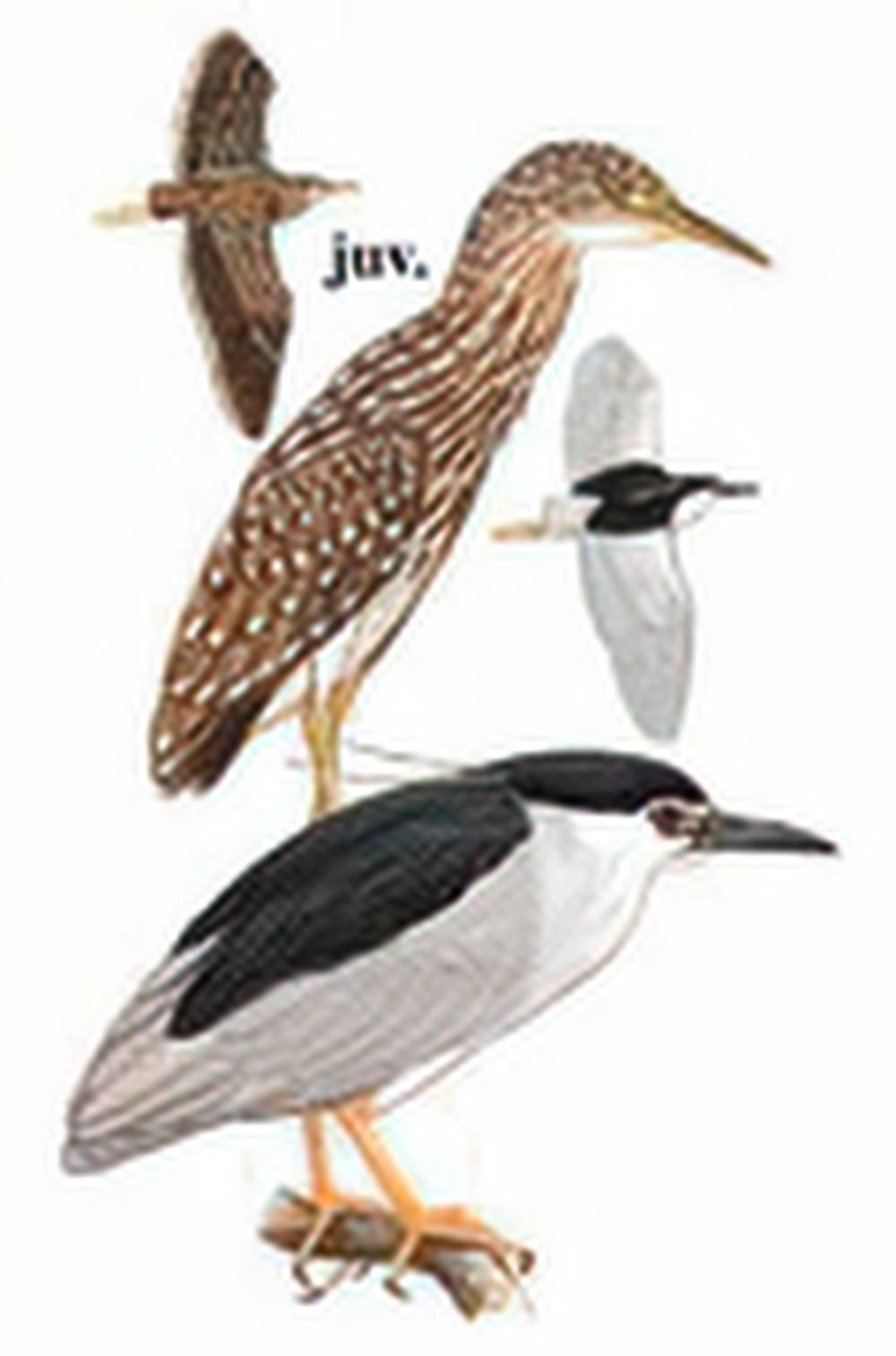 夜鹭 / Black-crowned Night-Heron