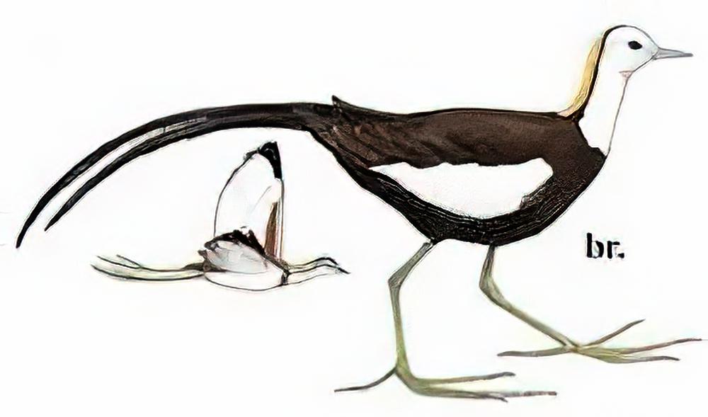 水雉 / Pheasant-tailed Jacana