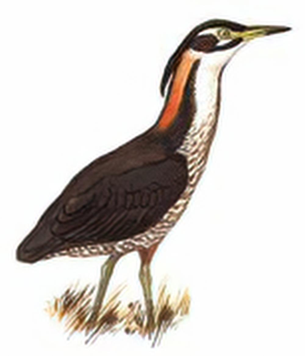 海南鳽 / White-eared Night Heron