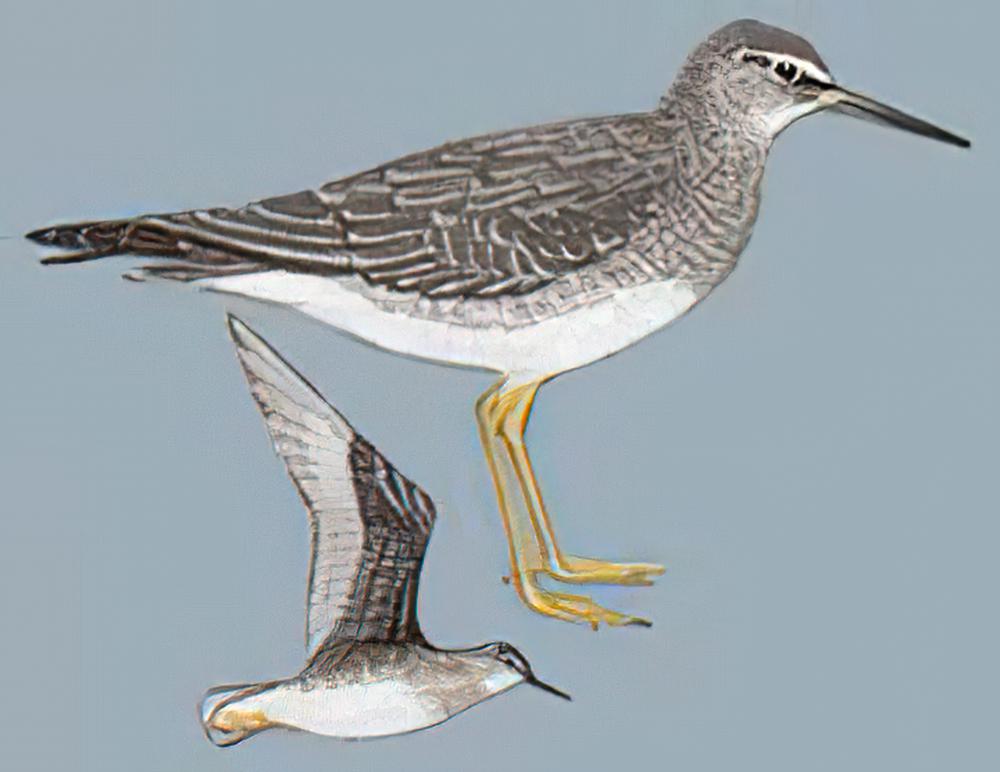 漂鹬 / Wandering Tattler