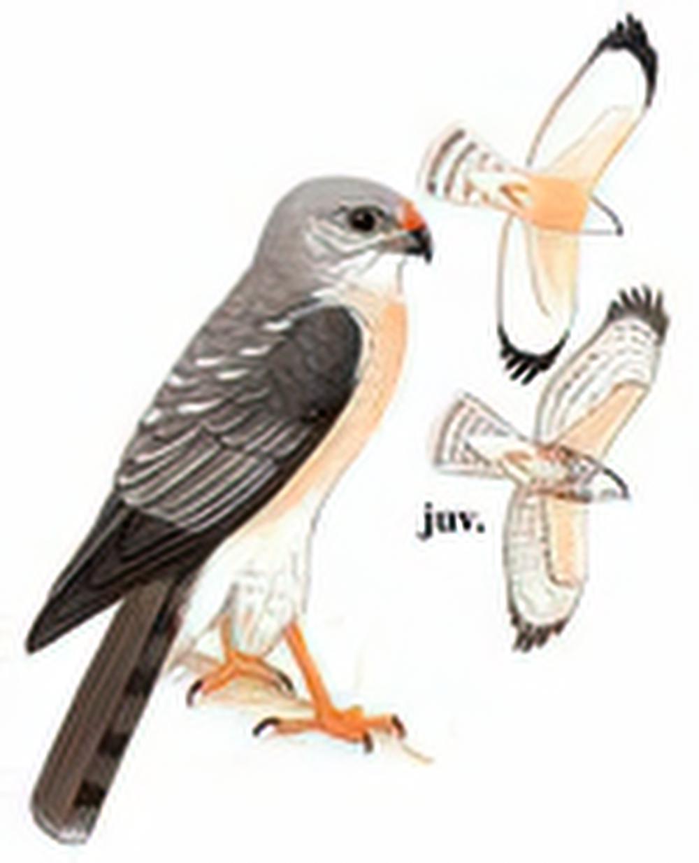 赤腹鹰 / Chinese Sparrowhawk