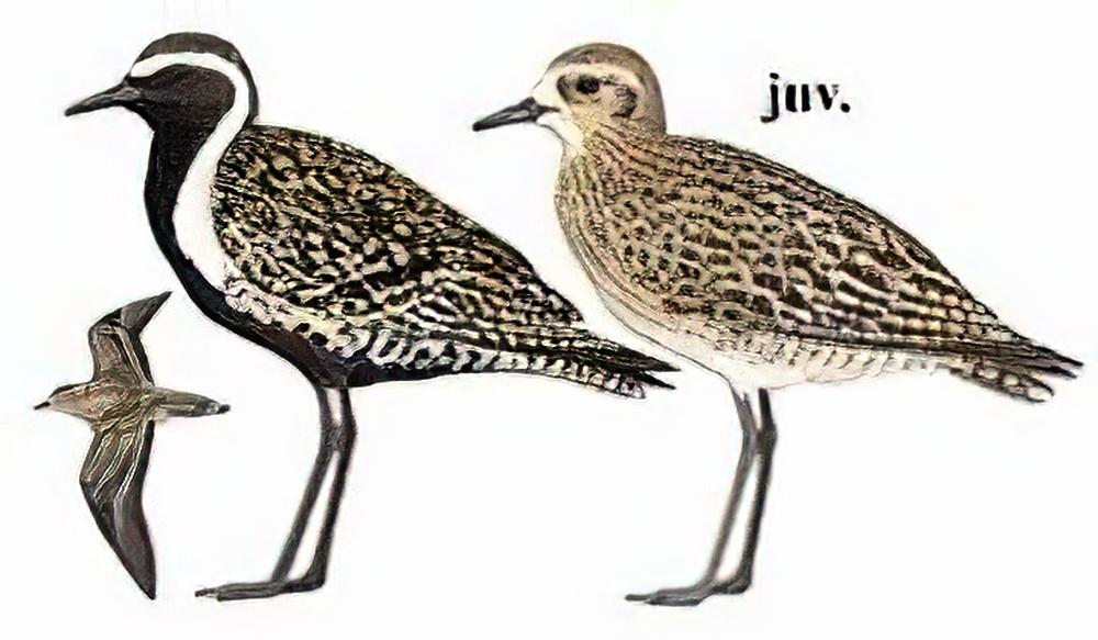 金斑鸻 / Pacific Golden Plover