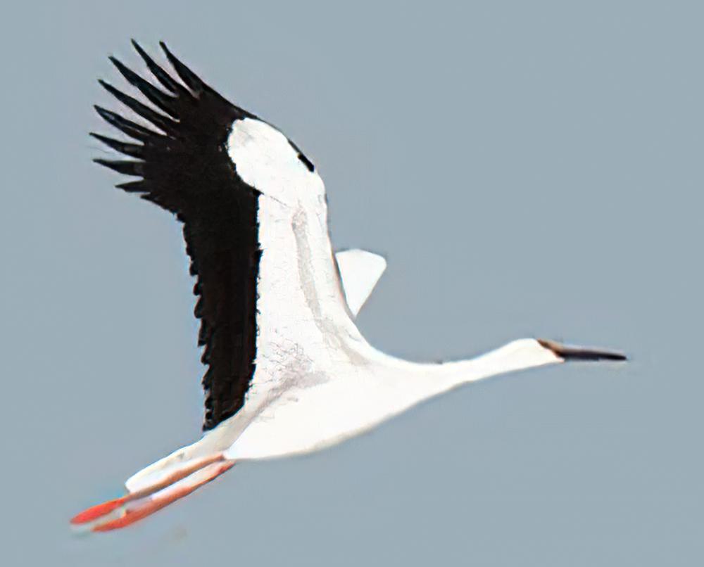 东方白鹳 / Oriental White Stork