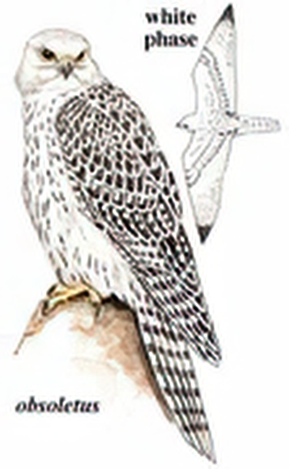 矛隼 / Gyrfalcon