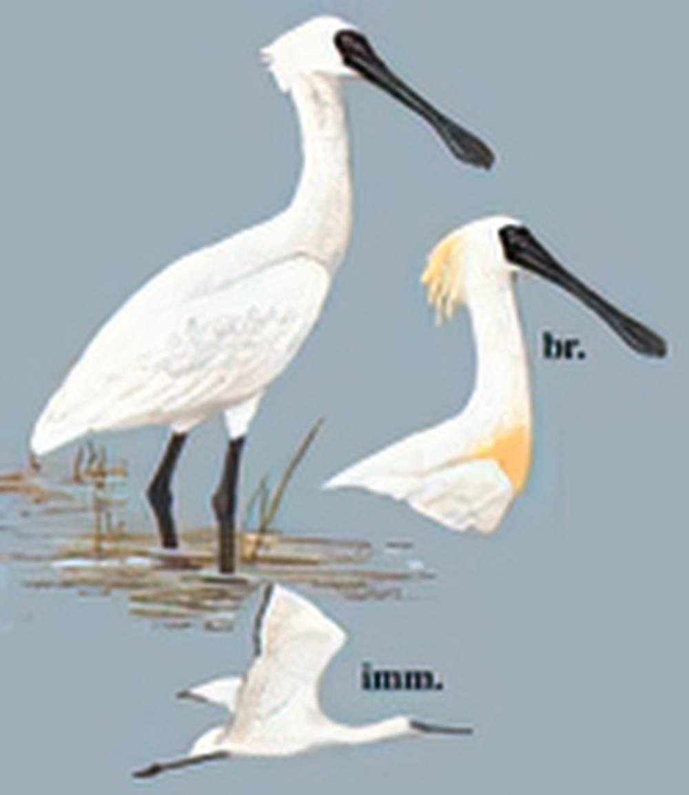 黑脸琵鹭 / Black-faced Spoonbill