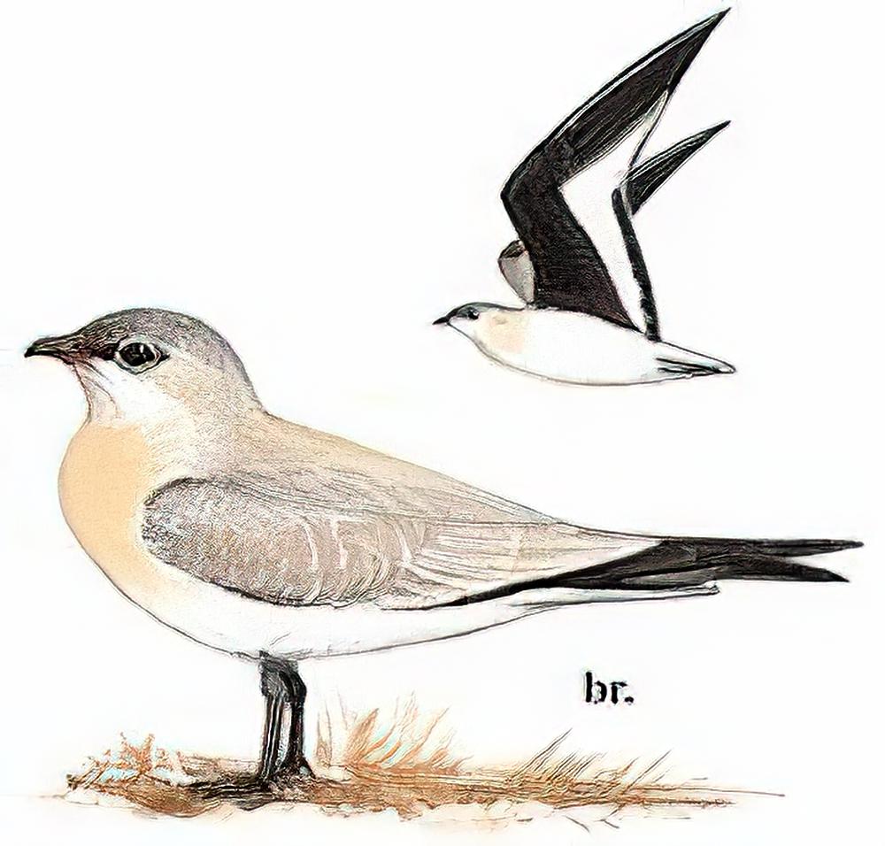 灰燕鸻 / Small Pratincole