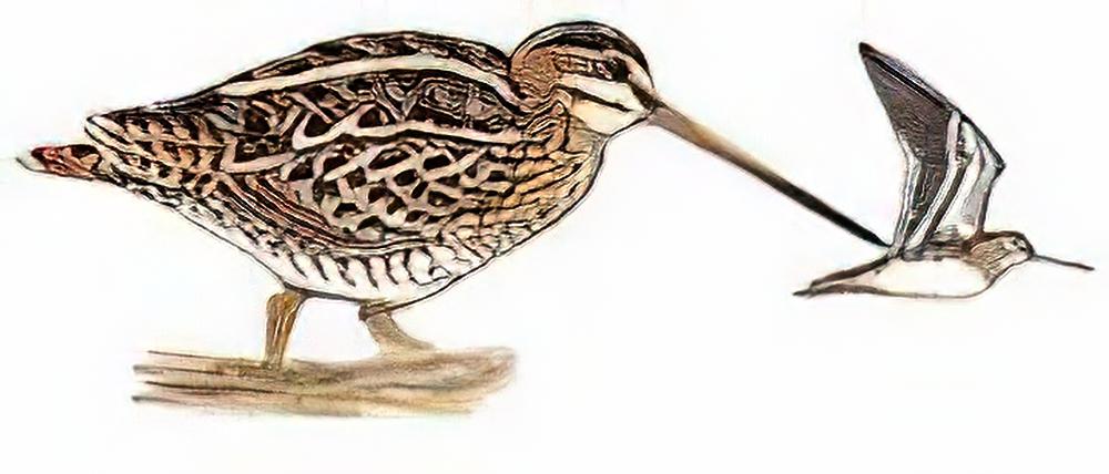 扇尾沙锥 / Common Snipe