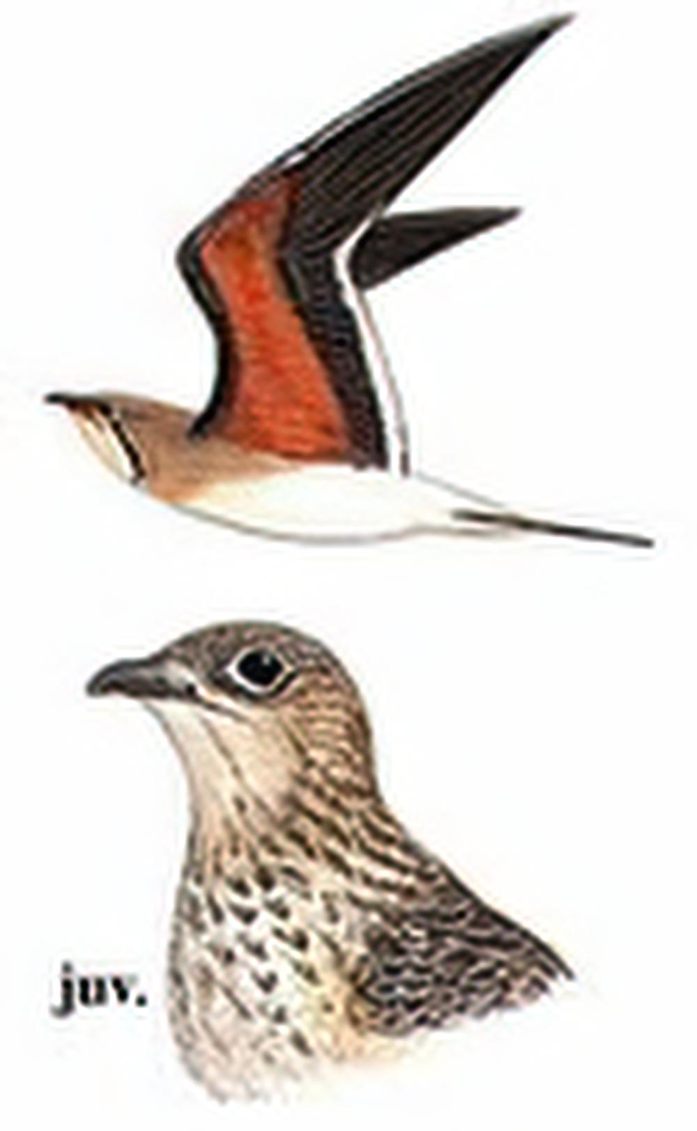 领燕鸻 / Collared Pratincole