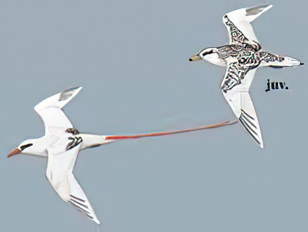 红尾鹲 / Red-tailed Tropicbird