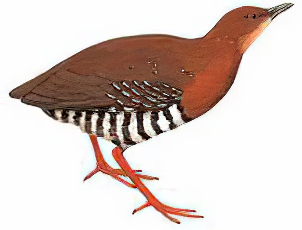 红腿斑秧鸡 / Red-legged Crake