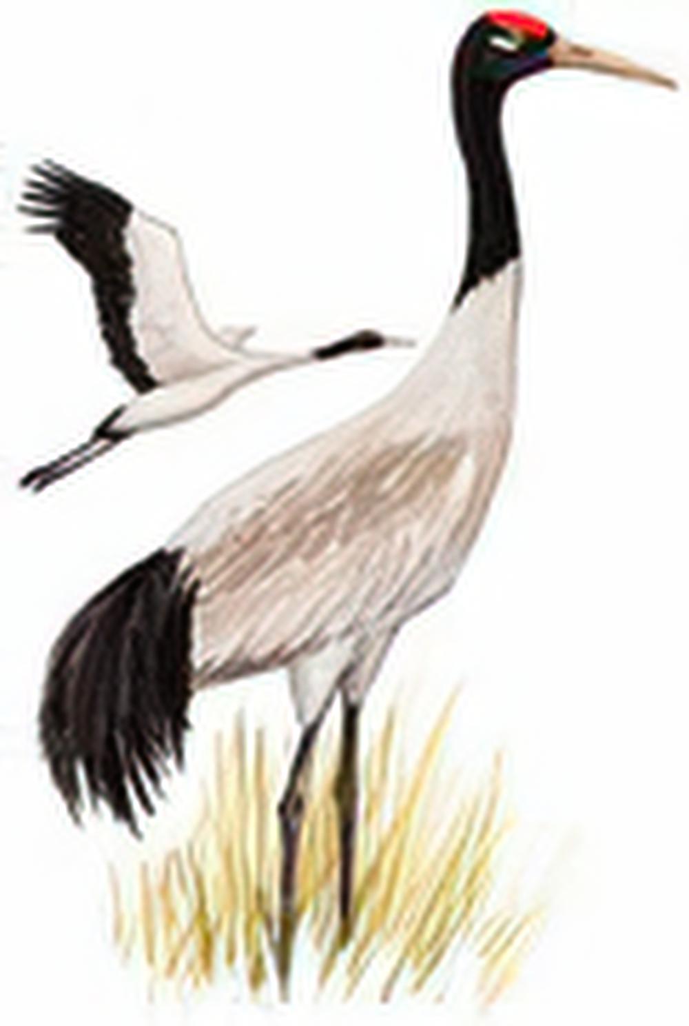 黑颈鹤 / Black-necked Crane