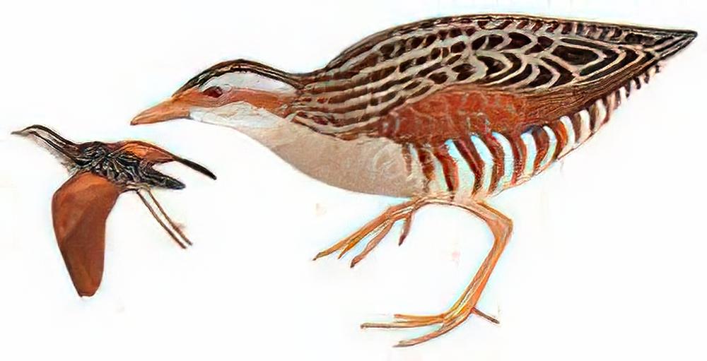 长脚秧鸡 / Corn Crake