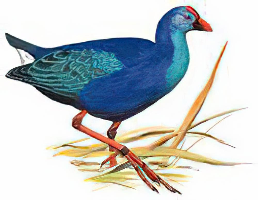 紫水鸡 / Purple Swamphen