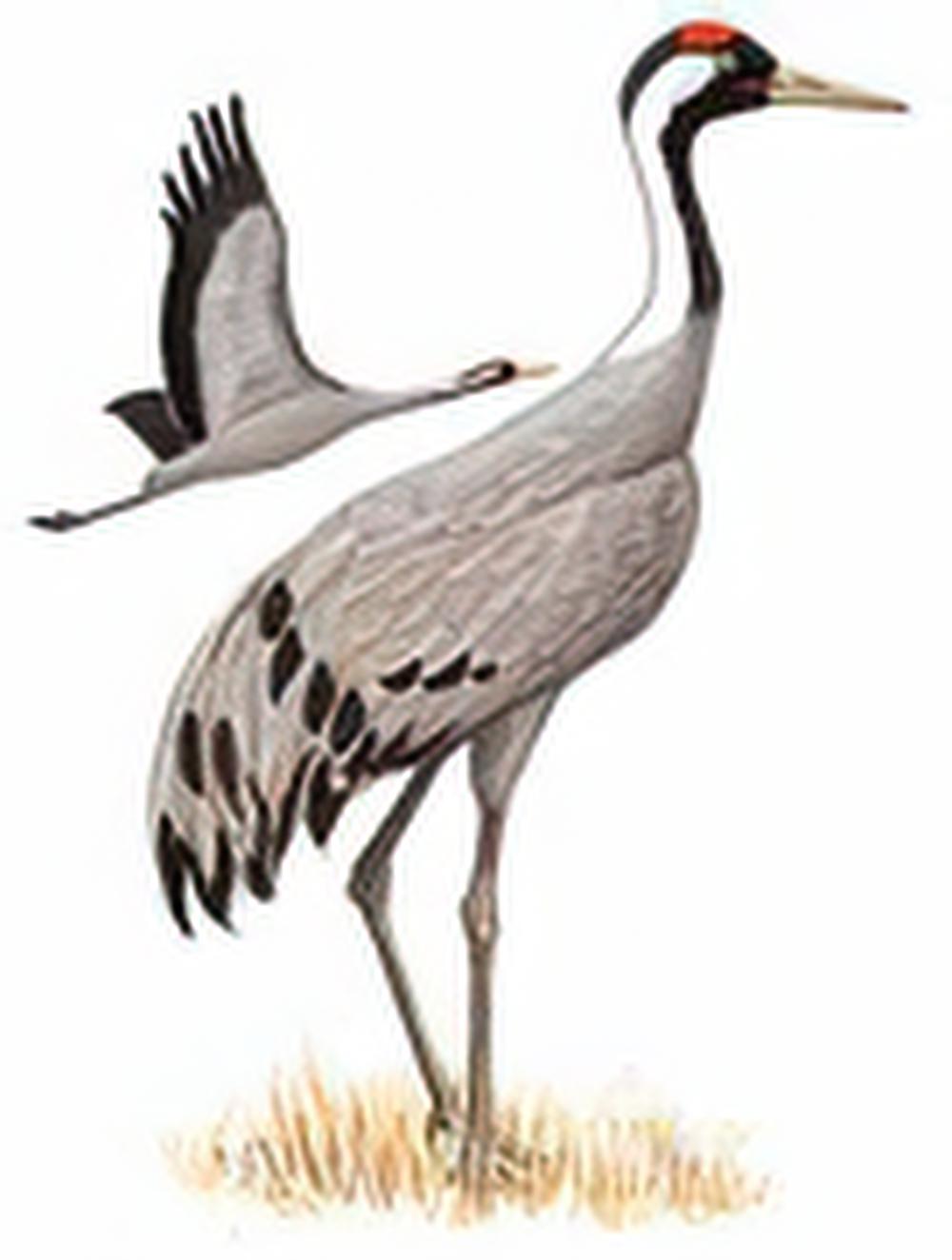 灰鹤 / Common Crane