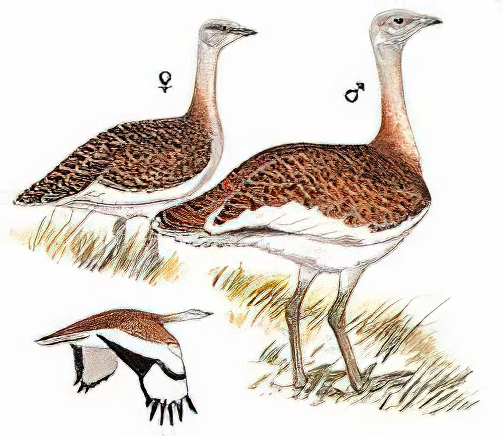 大鸨 / Great Bustard