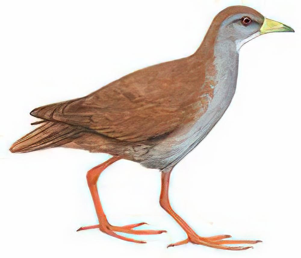 红脚苦恶鸟 / Brown Crake