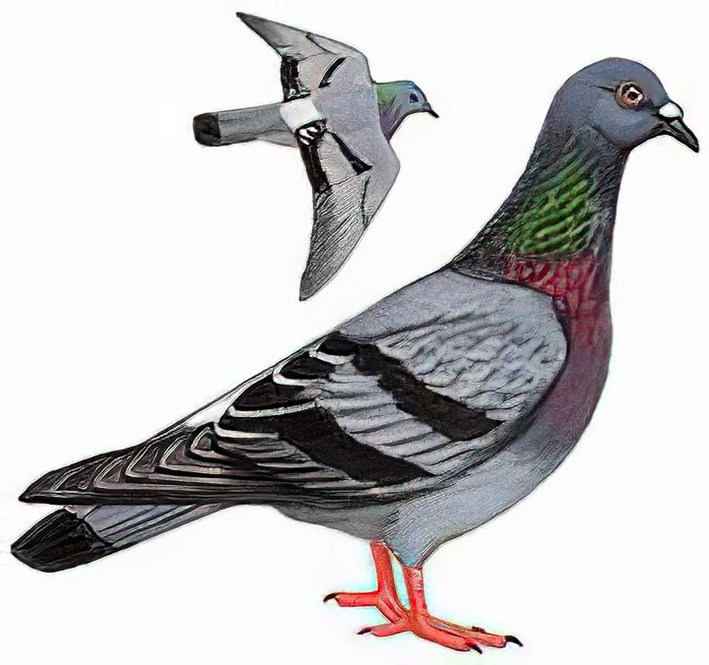 原鸽 / Rock Pigeon