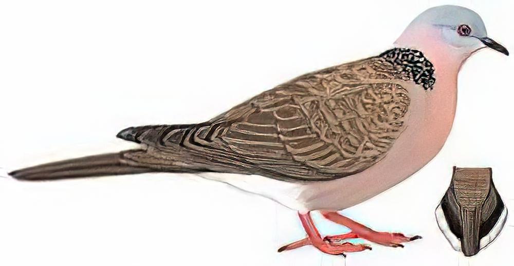 珠颈斑鸠 / Spotted Dove