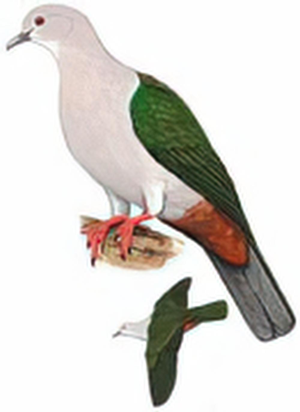 绿皇鸠 / Green Imperial Pigeon