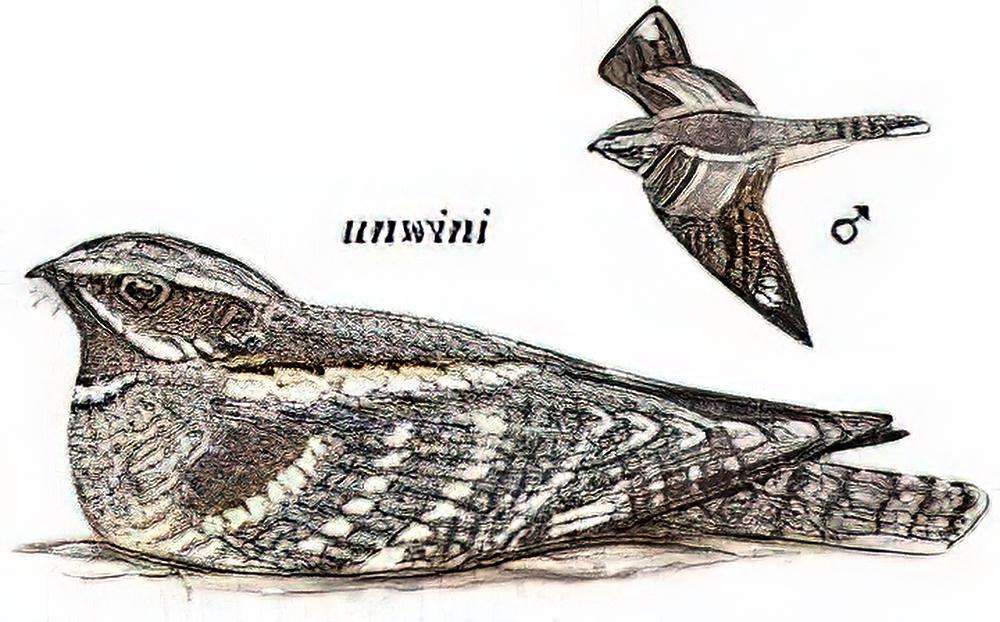 欧夜鹰 / Eurasian Nightjar