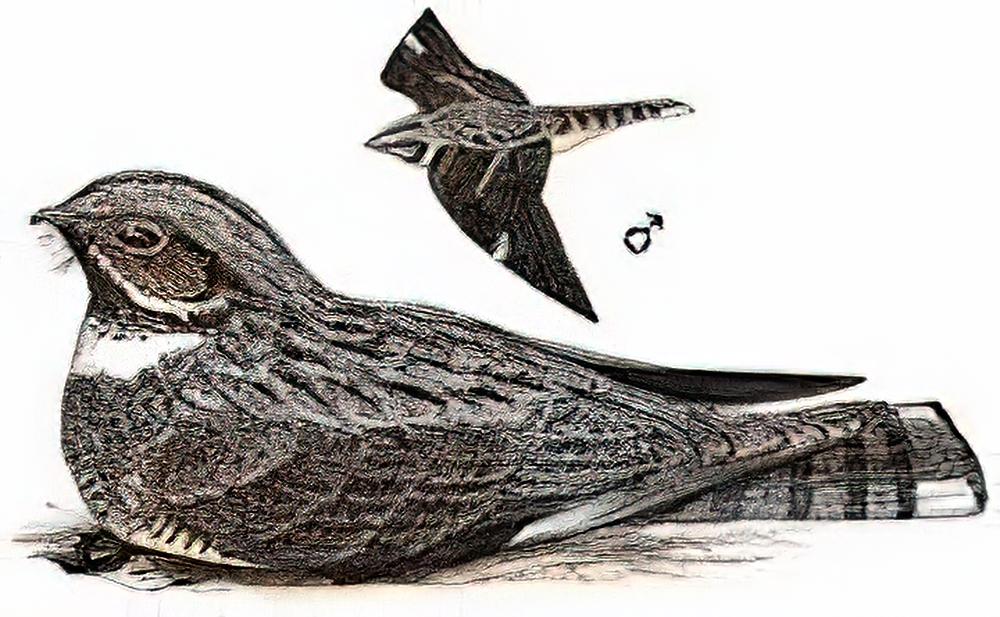 普通夜鹰 / Grey Nightjar