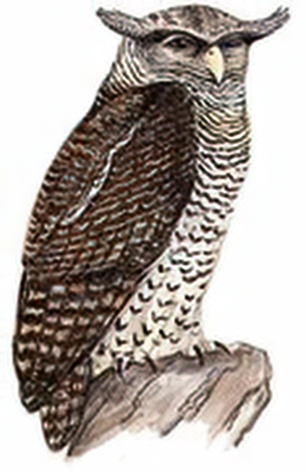 林雕鸮 / Spot-bellied Eagle Owl