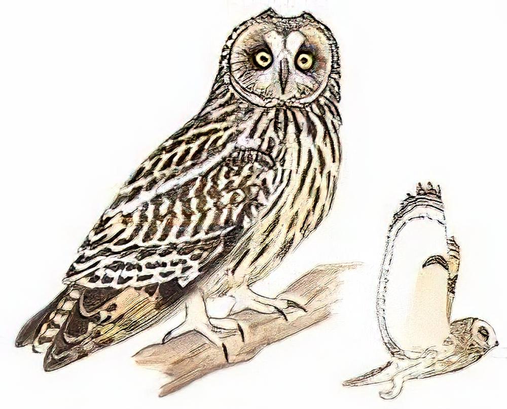 短耳鸮 / Short-eared Owl