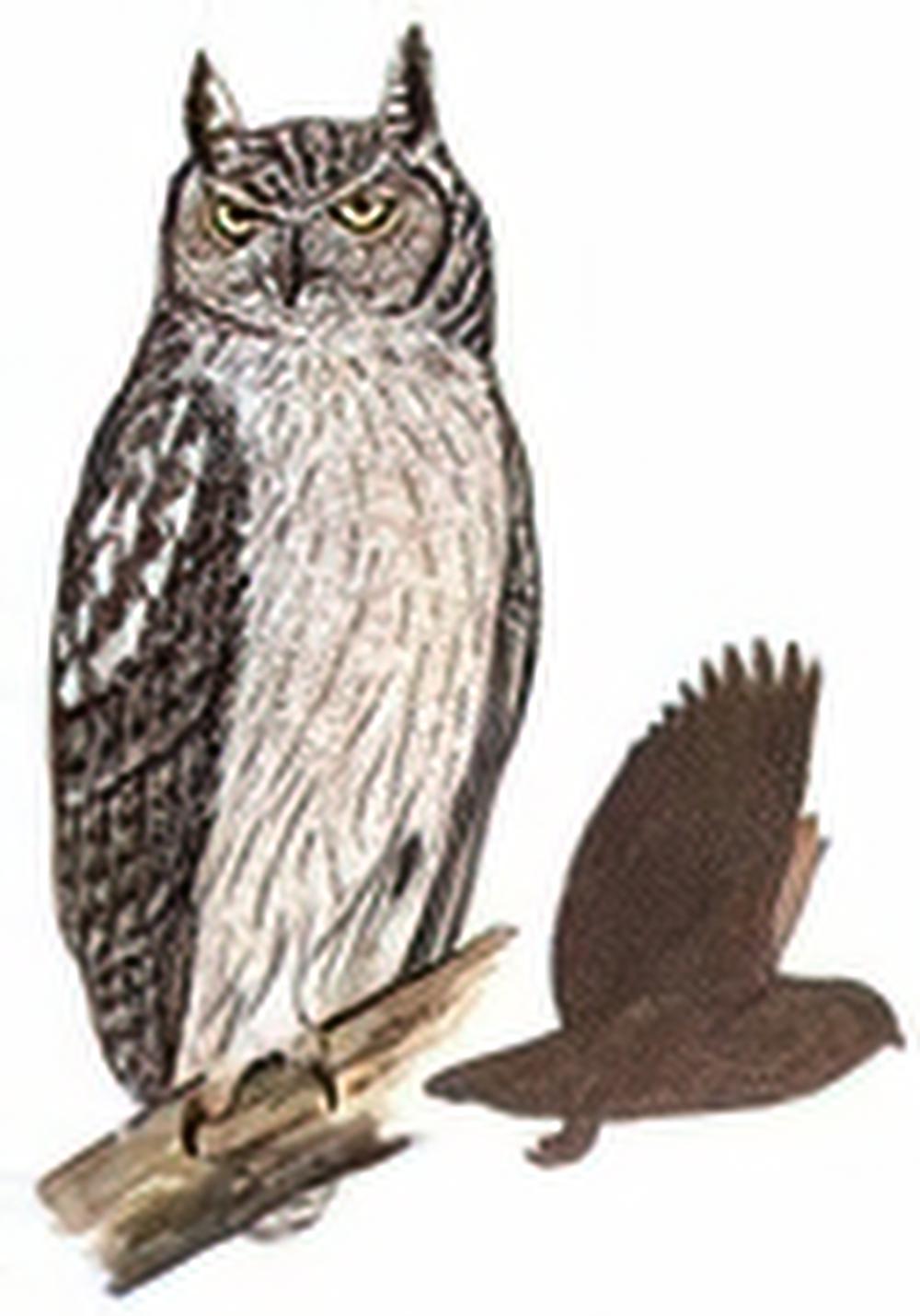 乌雕鸮 / Dusky Horned owl