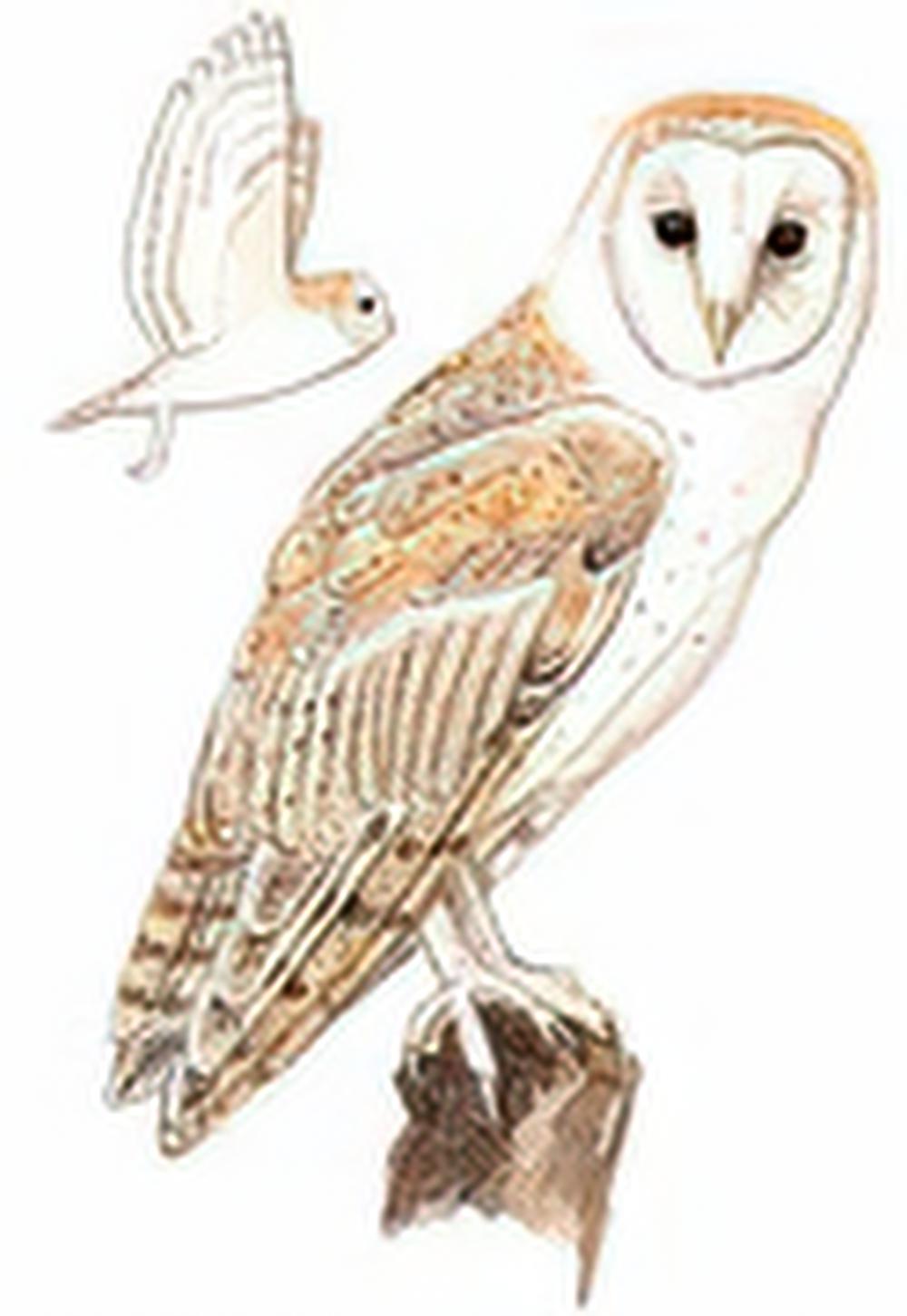 仓鸮 / Barn Owl