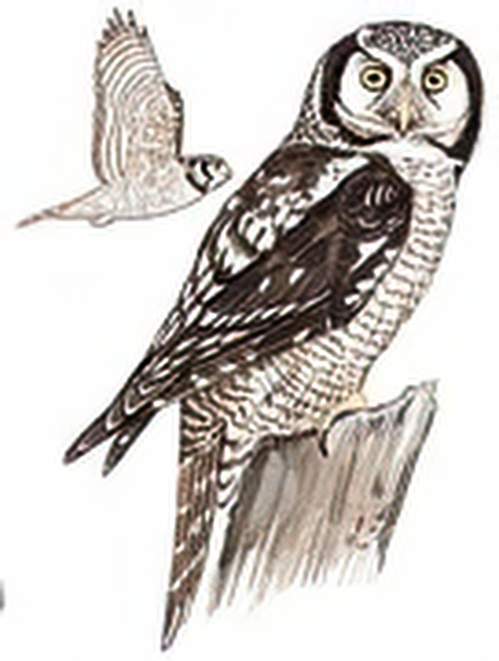 猛鸮 / Northern Hawk Owl