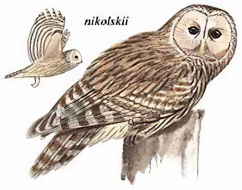 长尾林鸮 / Ural Owl