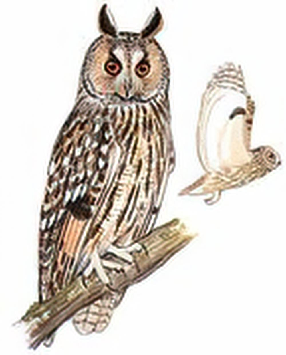 长耳鸮 / Long-eared Owl