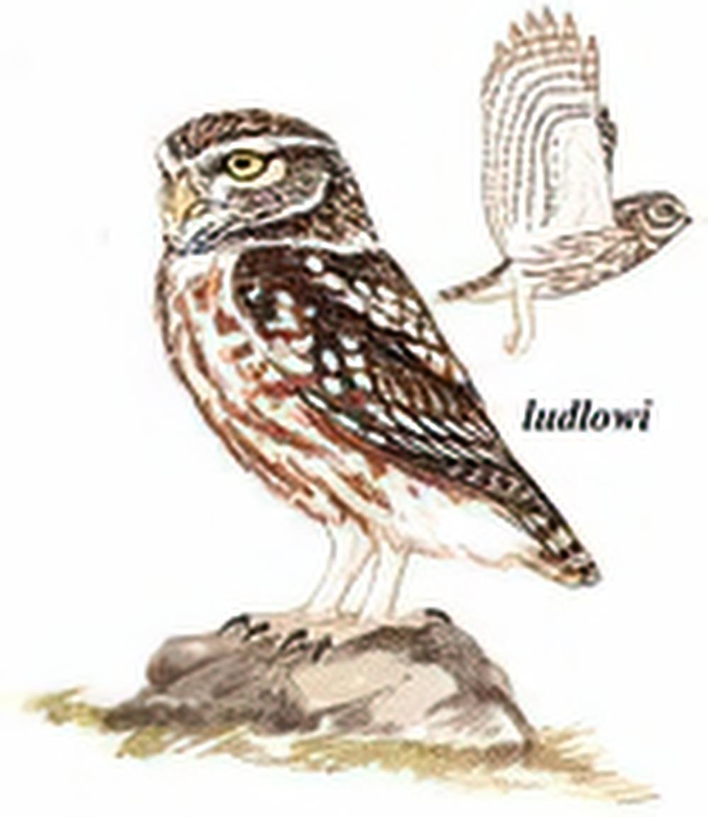 纵纹腹小鸮 / Little Owl