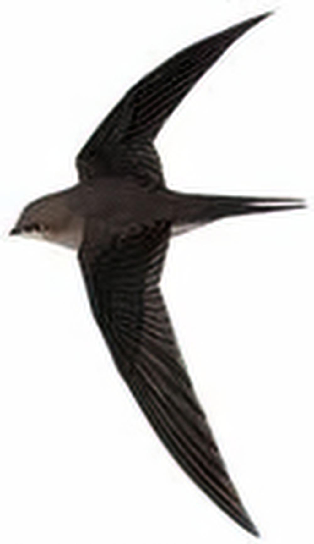 棕雨燕 / Asian Palm swift