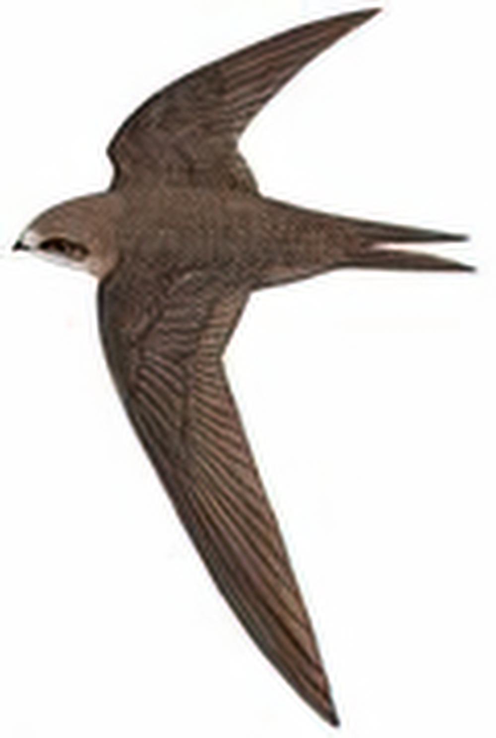 普通楼燕 / Common Swift