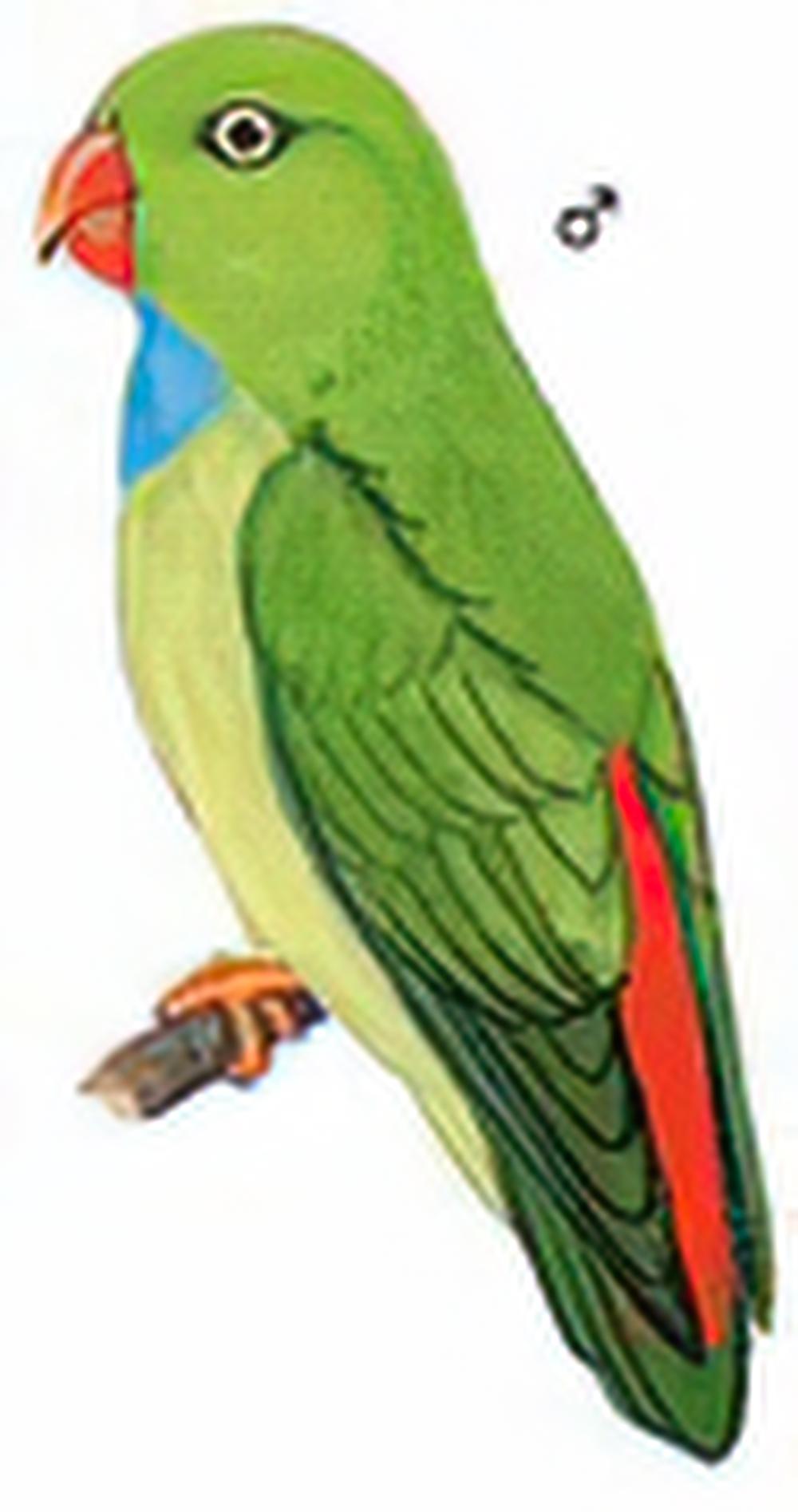 短尾鹦鹉 / Vernal Hanging-Parrot