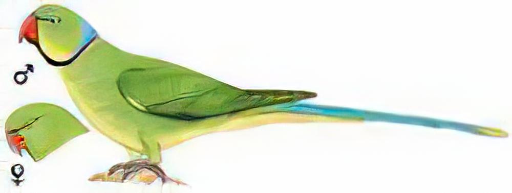 红领绿鹦鹉 / Rose-ringed Parakeet