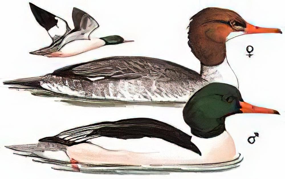 普通秋沙鸭 / Common Merganser