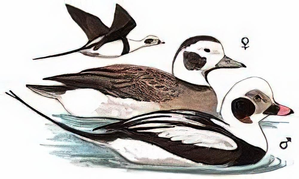 长尾鸭 / Long-tailed Duck