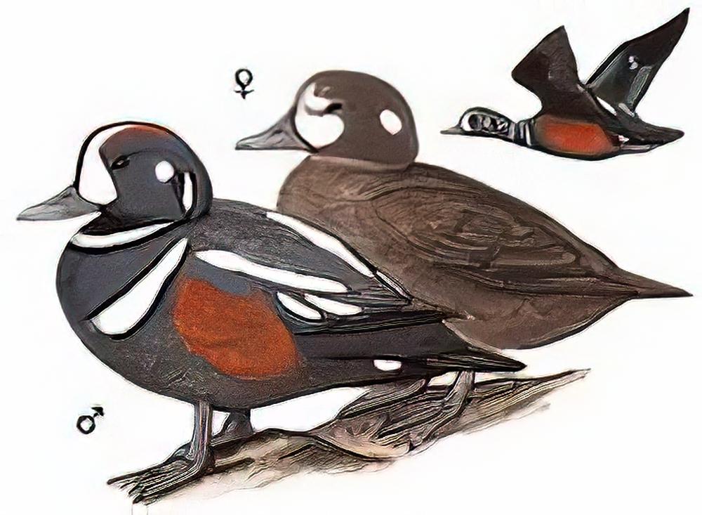 丑鸭 / Harlequin Duck