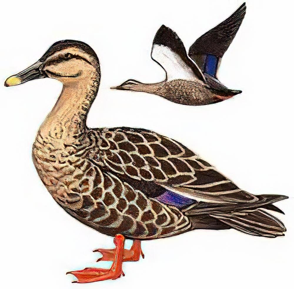 斑嘴鸭 / Spot-billed Duck