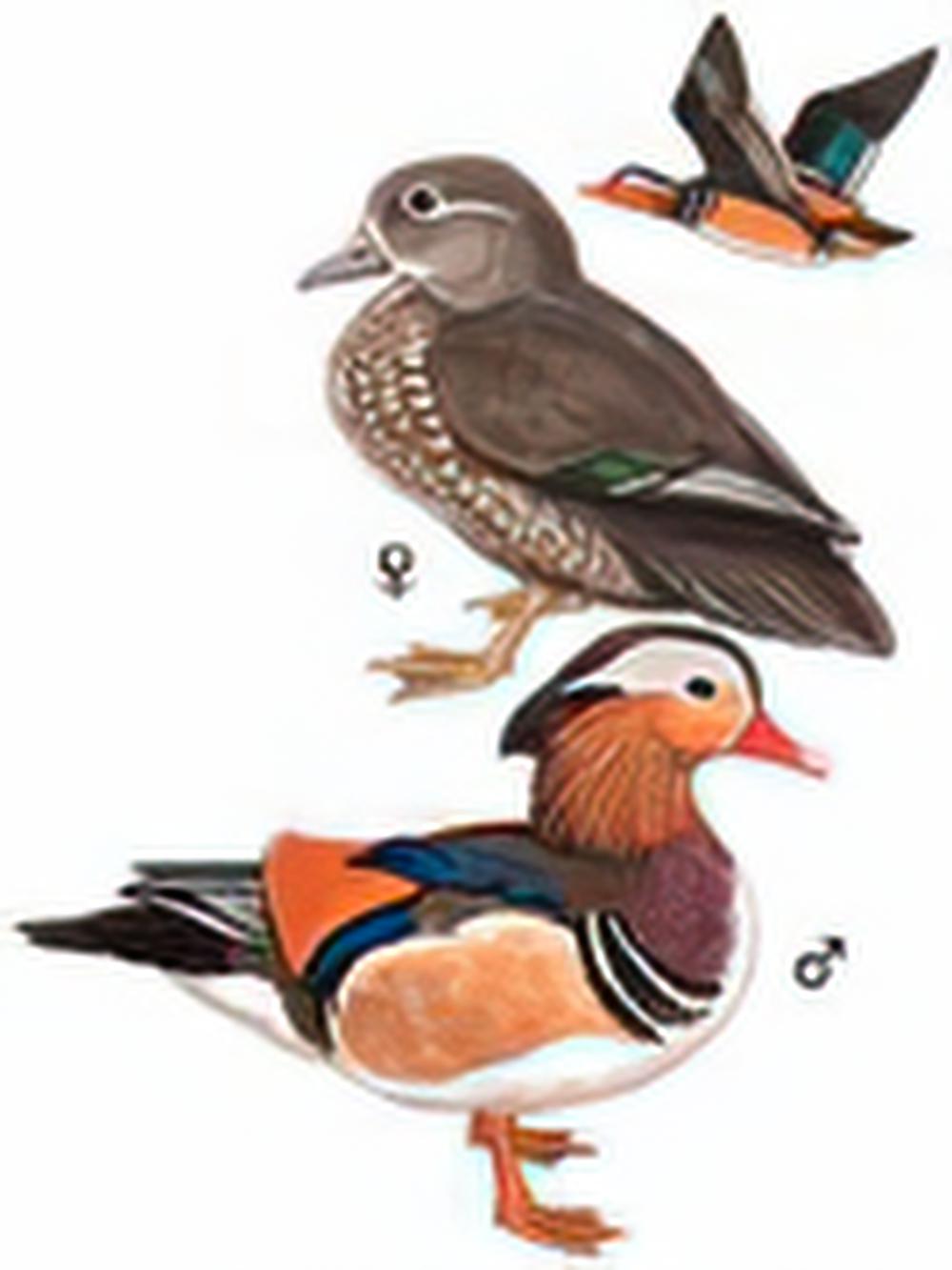 鸳鸯 / Mandarin Duck